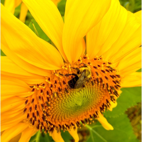 Meet your Posher, Bunny B - Picture 2 of 7